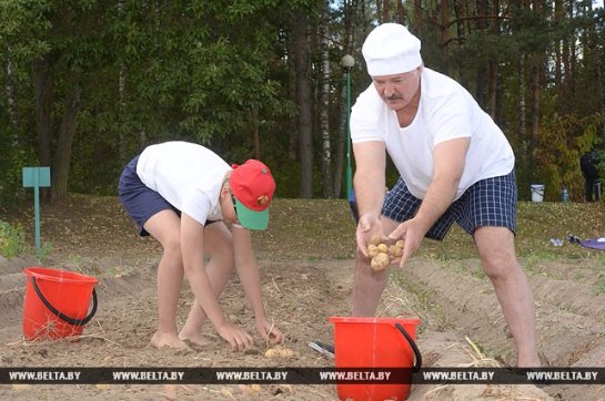 Лукашенко с сыном собрал урожай картофеля: опубликованы фото и видео