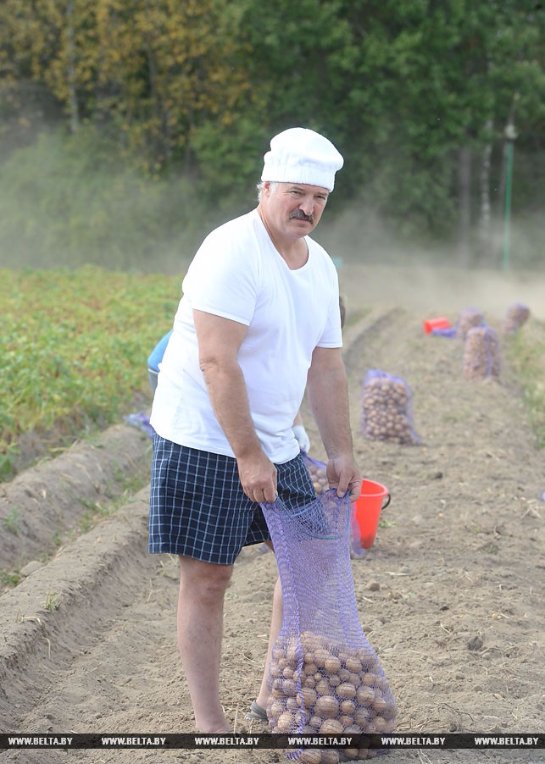 Лукашенко с сыном собрал урожай картофеля: опубликованы фото и видео