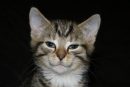 Самые счастливые коты, которые мило улыбаются (ФОТО)