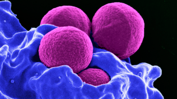 «Спящие» бактерии могут стать причиной смертельных болезней