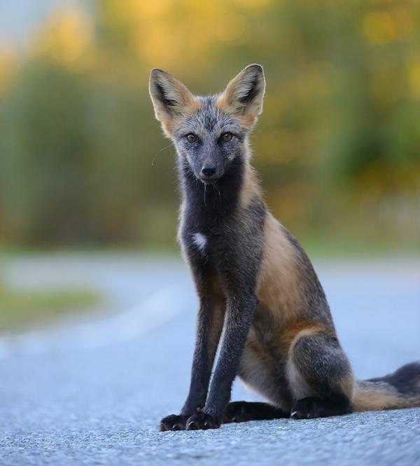 Рыжие королевы: самые красивые лисицы в мире (ФОТО)