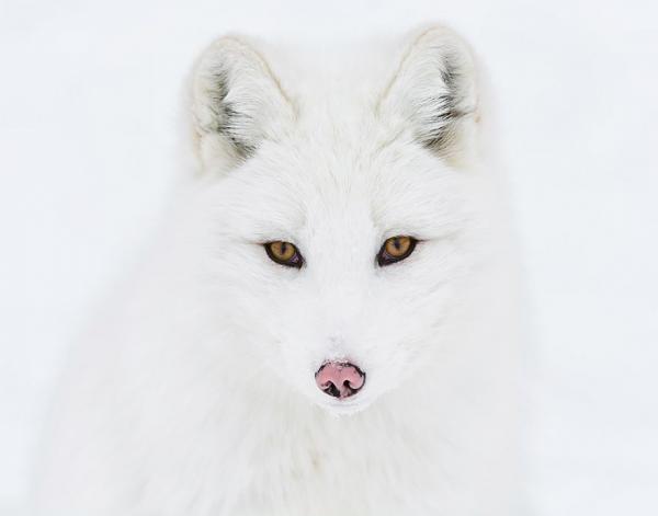 Рыжие королевы: самые красивые лисицы в мире (ФОТО)