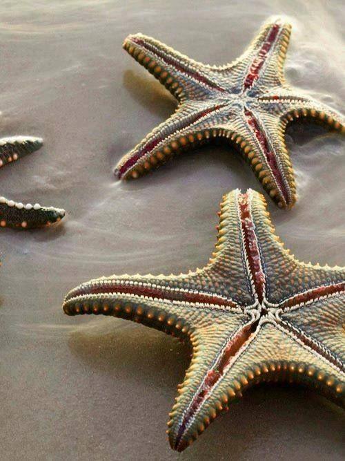 Удивительный мир природы: звезды на дне моря (ФОТО)