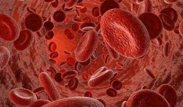 Ученые нашли способ массового производства крови