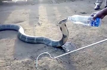 Страдающая от засухи кобра пришла за помощью к людям (ВИДЕО)