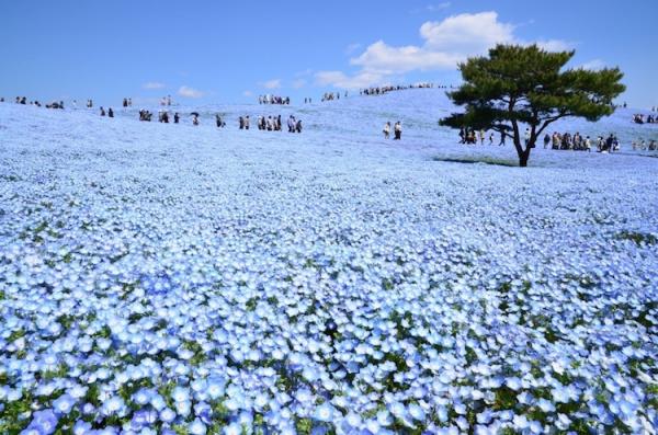 Потрясающая красота природы: в японском парке расцвели немофилы (ФОТО)