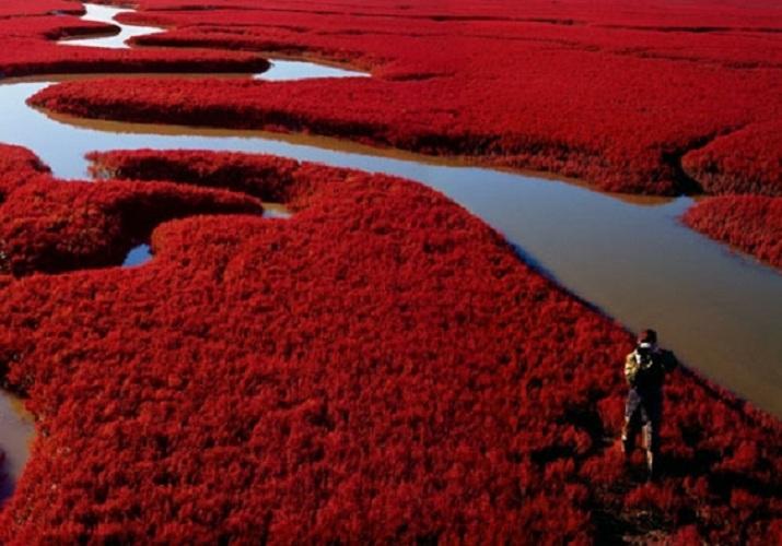 Красный пляж Паньцзинь - настоящий рай для редких птиц (ФОТО)