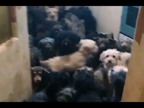 В Тольятти женщина держала в своей квартире более 120 собак